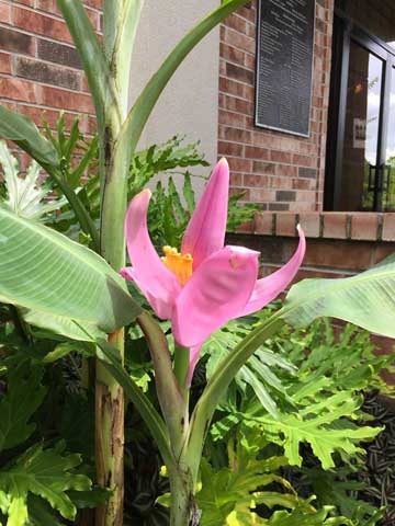 Beaumont Botanical Gardens 
